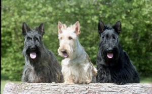 Photo de galerie - Des Chiens