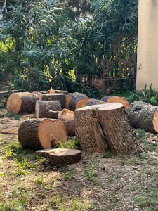 Photo de galerie - Elagage et coupe d'arbres