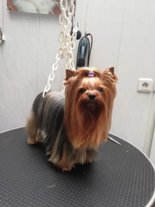 Photo de galerie - Toilettage standard yorkshire terrier 