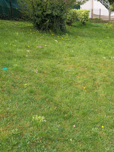 Photo de galerie - Tonte de pelouse - Débroussaillage