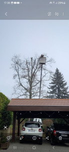 Photo de galerie - Elagage et coupe d'arbres