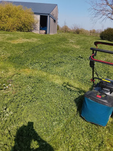 Photo de galerie - Tonte pelouse 