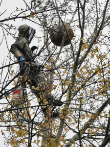 Photo de galerie - Destruction nid dans un arbre 