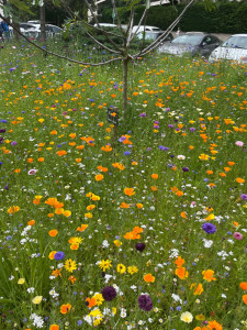 Photo de galerie - PRAIRIE FLEURIE 