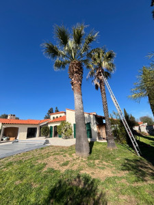 Photo de galerie - Taille d’un palmier de environ 8 m
