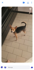 Photo de galerie - Garde de chien 
