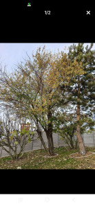 Photo de galerie - Prunus