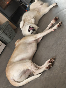 Photo de galerie - Petite sieste