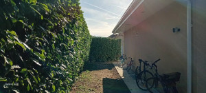 Photo de galerie - Taille de haie de lauriers 130 mètres linéaires 