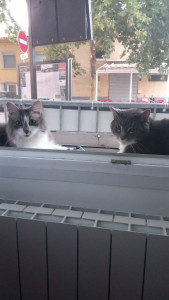 Photo de galerie - Je prends soin de vos animaux 