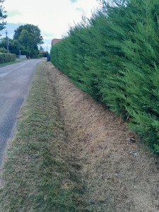 Photo de galerie - Tonte de pelouse - Débroussaillage