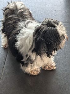 Photo de galerie - Garde chien