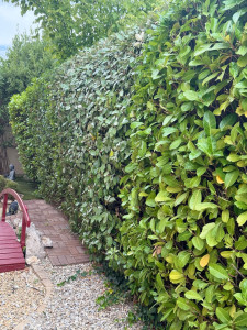 Photo de galerie - Taille de haies et d'arbustes