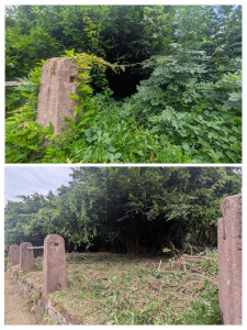 Photo de galerie - Tonte de pelouse - Débroussaillage