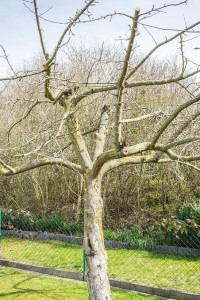 Photo de galerie - Taille arbre fruitier