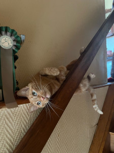 Photo de galerie - Garde de chat