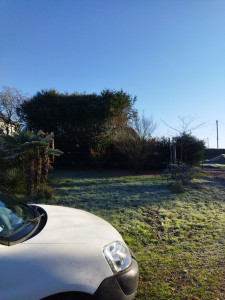 Photo de galerie - Taille de haies et d'arbustes