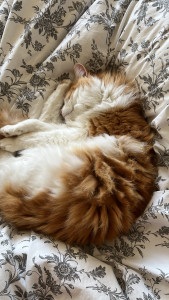 Photo de galerie - Photo de chat