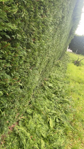 Photo de galerie - Taille de haies et d'arbustes