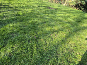 Photo de galerie - Tonte de pelouse - Débroussaillage