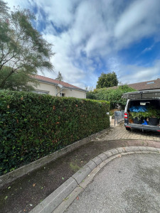 Photo de galerie - Taille de haies et d'arbustes