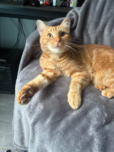 Photo de galerie - Je peux également prodiguer des soins si ´nécessaire 