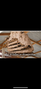 Photo de galerie - Nid de frelons en décomposition 