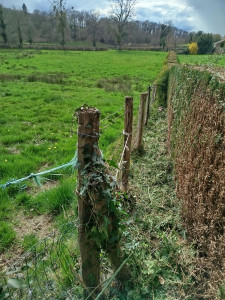 Photo de galerie - Tailles des thuyas 