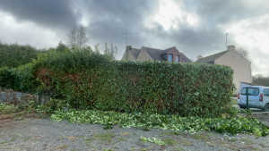 Photo de galerie - Taille de haie 