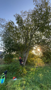 Photo de galerie - Elagage et coupe d'arbres