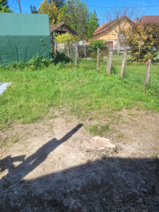 Photo de galerie - Figuier abattu, emplacement nettoyé, déchets évacués 