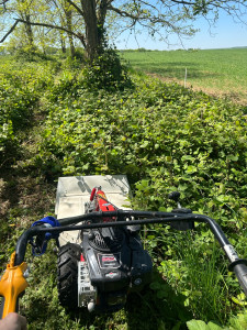 Photo de galerie - Débroussaillage de ronce