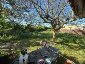 Photo de galerie - Tontes de pelouse 