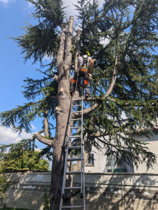 Photo de galerie - élagage d'un résineux.