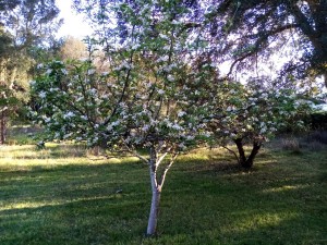 Photo de galerie - Taille d'un arbre fruitier Pommier à Moliets