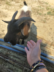 Photo de galerie - Garde animaux