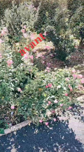 Photo de galerie - Avant 