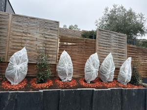 Photo de galerie - PLANTATION ET PROTECTION DES PHOTINIAS