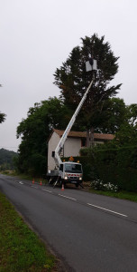 Photo de galerie - Abattage d'arbre 