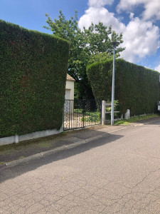 Photo de galerie - Taille de haie 