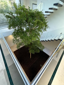 Photo de galerie - Plantation 