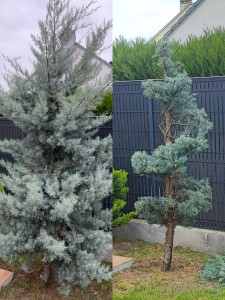 Photo de galerie - Taille de haies et d'arbustes