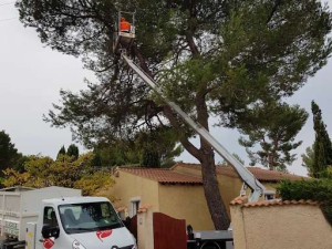 Photo de galerie - Élagage d’arbres tout corps d’État avec évacuation