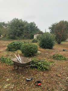 Photo de galerie - Taille d’arbuste