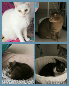 Photo de galerie - Voici le 4 chat que j'ai gardé 