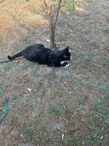 Photo de galerie - Garde animaux