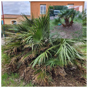 Photo de galerie - Taille d'un petit palmier.