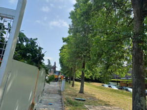 Photo de galerie - élagage de plusieurs chêne 