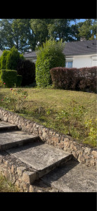 Photo de galerie - Tonte de pelouse - Débroussaillage