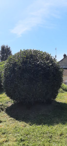 Photo de galerie - Laurier sauce 